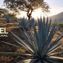 Agave en el campo